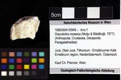 Foto (Objket + Etiketten) von Discutiolira moesica (Muţiu & Bădăluţă, 1971) 